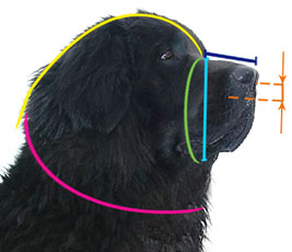 How to measure your Big Dog